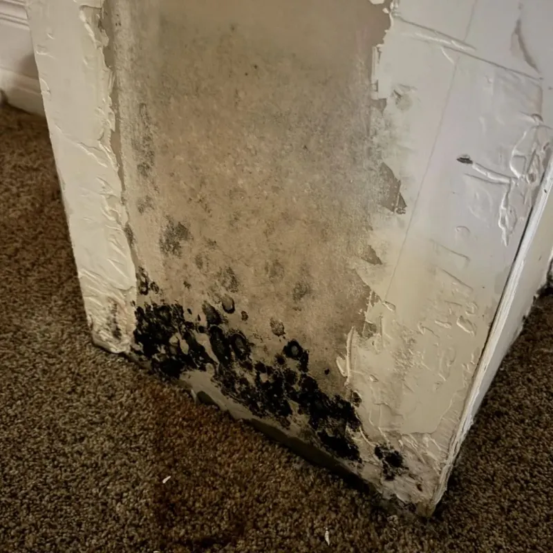 Professional Mold Removal in Rockingham County, NC
